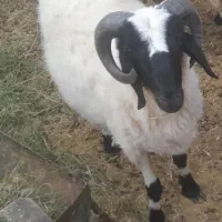 یک عدد بره نر