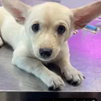 واگذاری توله سگ