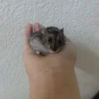 همستر کمپل ارجینال