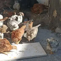 جوجه ۶۰ روزه