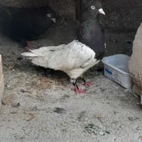 کبوتر