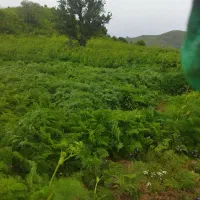فروش علف کویسان