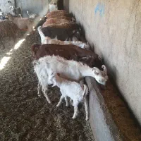 ۴ عدد بز سانن اصل جوان نر و ماده