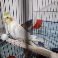 فروش عروس هلندی نر / مست|پرنده|خنداب, |دیوار