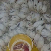 تولیدوفروش جوجه بلدرچین۲۰روزه