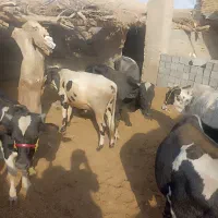 ۶ گوساله نر قلم دار جنس خوب سالم وسرحال