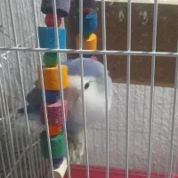 طوطی برزیلی|پرنده|ری, سیزده آبان|دیوار