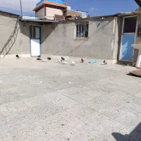 کبوتر به شرط پرش