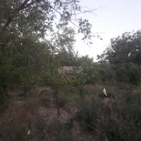 باغ-در-اسفهلان