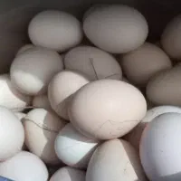 تخم مرغ محلی کاکلی وجولی ،مناسب دستگاه جوجه کشی