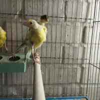 قناری|پرنده|شیراز, تندگویان|دیوار