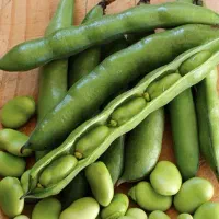باقالی تازه و سبز کاشان