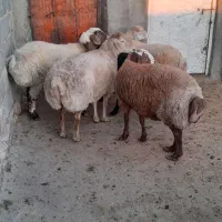 گوسفند بدون بره   گوشتی چاق