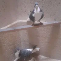 کبوتر بدرنگ پشت سیاه