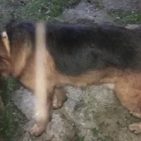 ژرمن جوان|سگ|رشت, پیرکلاچای|دیوار