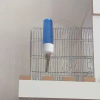 سهره قفس