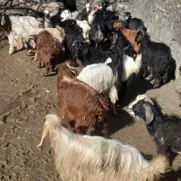 ۲۹ عدد بزغاله