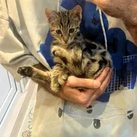 واگذاری گربه شیطون|گربه|مهاباد (آذربایجان غربی), |دیوار