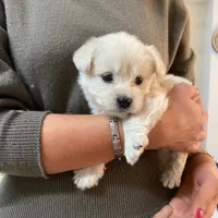 سگ مالتیز فنجونی سایز ریز ۶۵۰۰