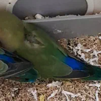 طوطی برزیلی دستی