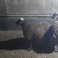 بره چاق دو عدد|حیوانات مزرعه|خنجین, |دیوار