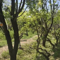 باغ /چهار دیواری سند دار