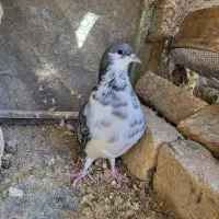 یجفت دمگیر گلین یلایی با جوجه|پرنده|اصفهان, قهجاورستان|دیوار