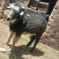 نری بزرگ و چاق ب قیمت