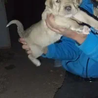 واگذاری سگ|سگ|مشگین شهر, |دیوار