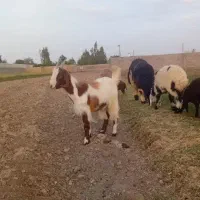 چوپان