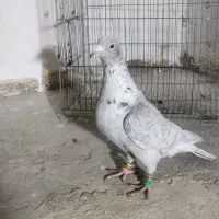 کبوتر سار نقره ای
