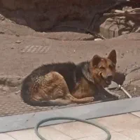 فروش سگ ژرمن