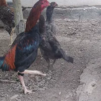 جوجه لاری طوسی  اصیل