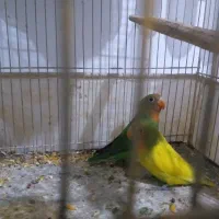 سه عددکوتوله ویک عروس|پرنده|تربت جام, میان جام|دیوار