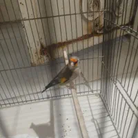 پرنده سهره دورگ باقفس وسایل|پرنده|اسلام‌شهر, شهرک محمدیه|دیوار