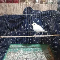 (قناری‌ نرآماده)|پرنده|خوی, |دیوار