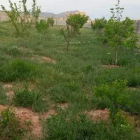 زمین باغی فروشی در جاده کلات روستای گمیزدر