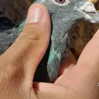 کبوتر فروشی