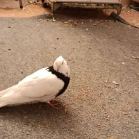 کبوتر یا کفتر