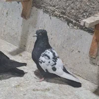 کفتر سینه پلاکی|پرنده|زرقان, |دیوار