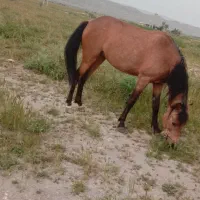 اسب|اسب و تجهیزات اسبسواری|جهرم, |دیوار