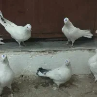 کبوتر|پرنده|آذرشهر, |دیوار