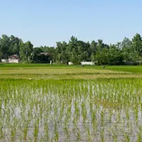 برنجکاری ۳۵۰۰ متر سنتی  چسبیده به مسکونی رشت سنگر|فروش زمین و ملک کلنگی|کوچصفهان, |دیوار