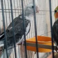 عروس هلندی نر وماده