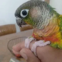 گرینچیک|پرنده|رضویه, |دیوار