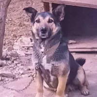 گم شده.یک ملیون مژدگانی