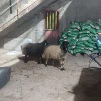 گوسفند|حیوانات مزرعه|دورود, |دیوار