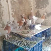 طوقی طوق سرخ طوق زرد طوق سرکه ای طوق سیاه کله|پرنده|شیراز, کوشک میدان|دیوار