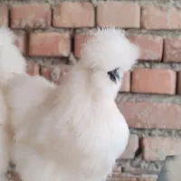 مولد ابریشمی وارداتی|حیوانات مزرعه|اردبیل, |دیوار