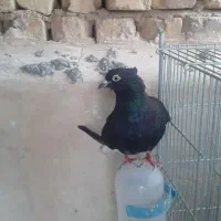 دم سفید|پرنده|نجف‌آباد, امیرآباد|دیوار